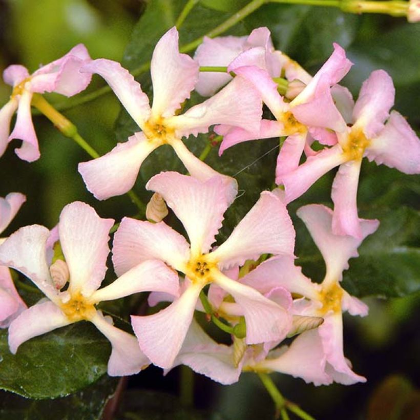 Trachelospermum asiaticum Pink Showers - Jasmim falso amarelo (Floração)