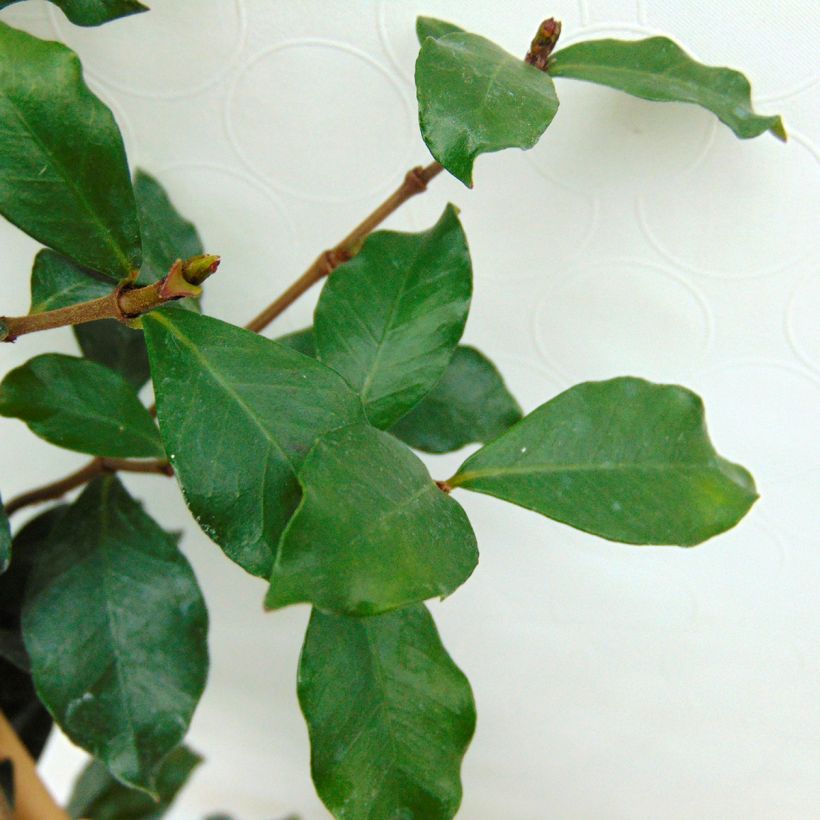 Trachelospermum asiaticum Pink Showers - Jasmim falso amarelo (Folhagem)