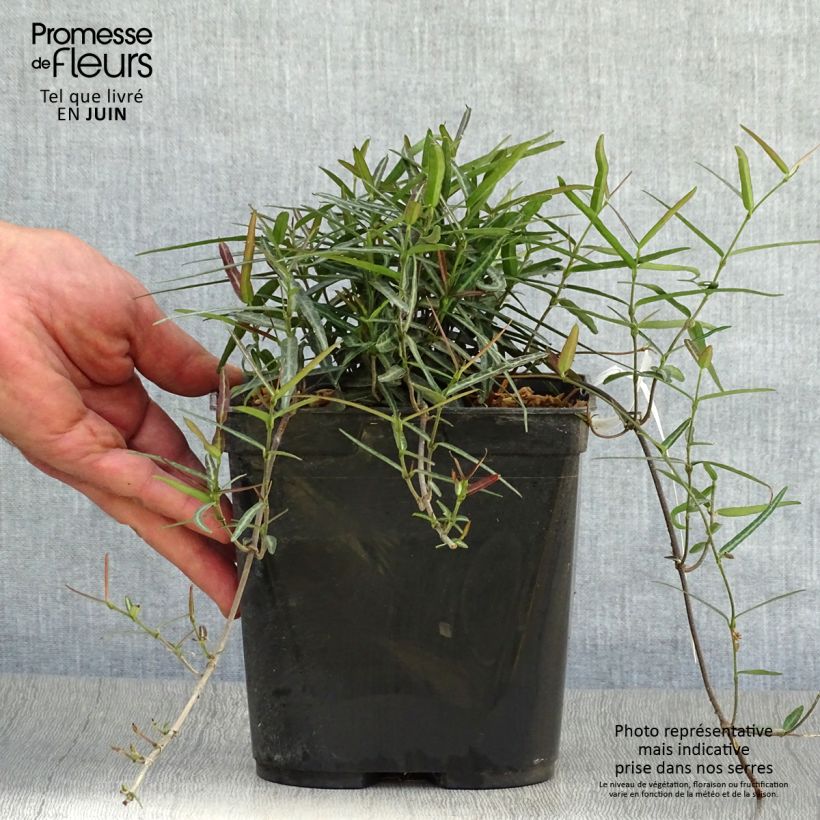 Amostra de Trachelospermum asiaticum Theta - Jasmim falso amarelo Vaso de 3 L/4 L tal como entregue no verão