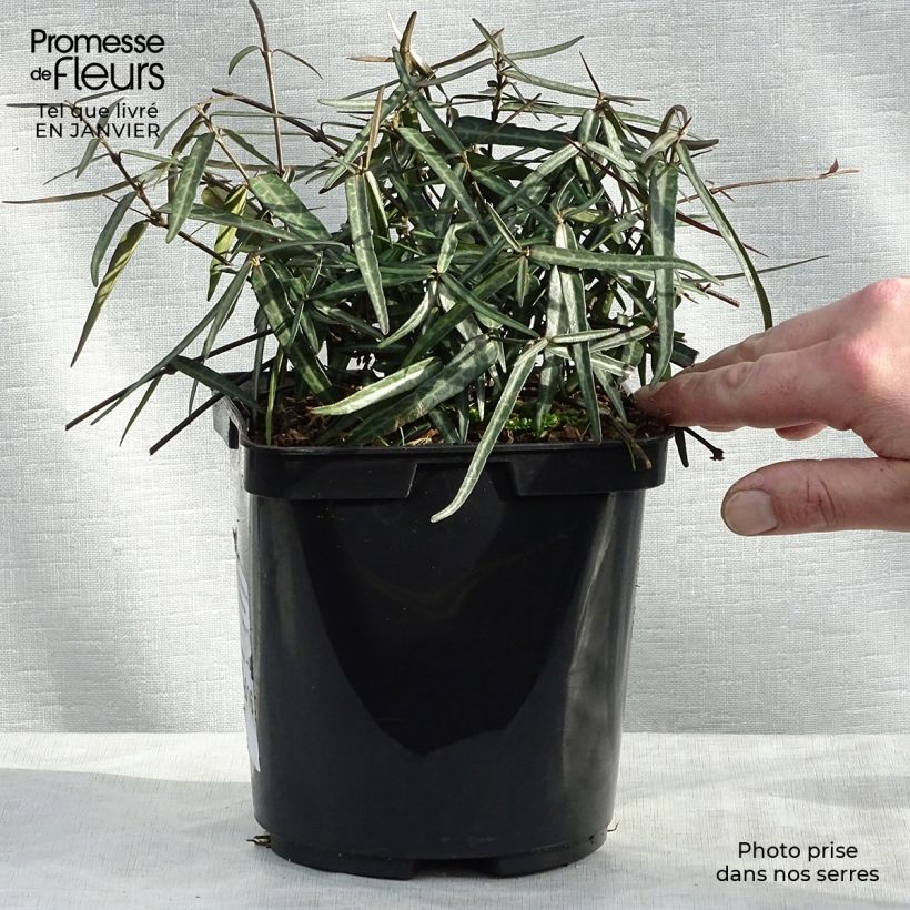 Amostra de Trachelospermum asiaticum Theta - Jasmin étoilé Vaso de 3 L/4 L tal como entregue no inverno