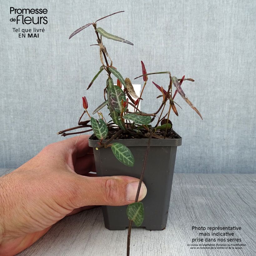 Amostra de Trachelospermum asiaticum Theta - Jasmim falso amarelo Vaso de 8/9 cm tal como entregue na primavera