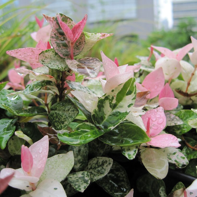 Trachelospermum asiaticum Tricolor - Jasmim falso amarelo  variegado (Jasmim estrelado variegado) (Folhagem)