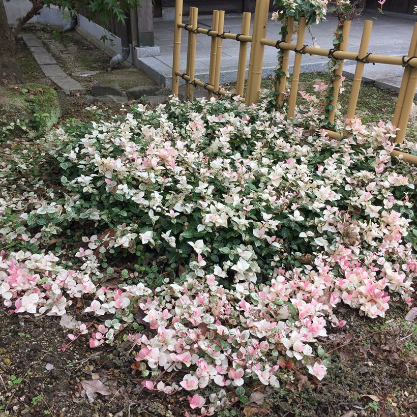 Trachelospermum asiaticum Tricolor - Jasmim falso amarelo  variegado (Jasmim estrelado variegado) (Hábito)