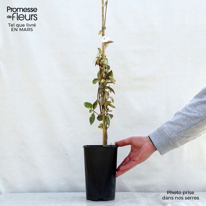 Amostra de Trachelospermum jasminoides Variegatum - Jasmim de leite Vaso de 2 L/3 L tal como entregue na primavera