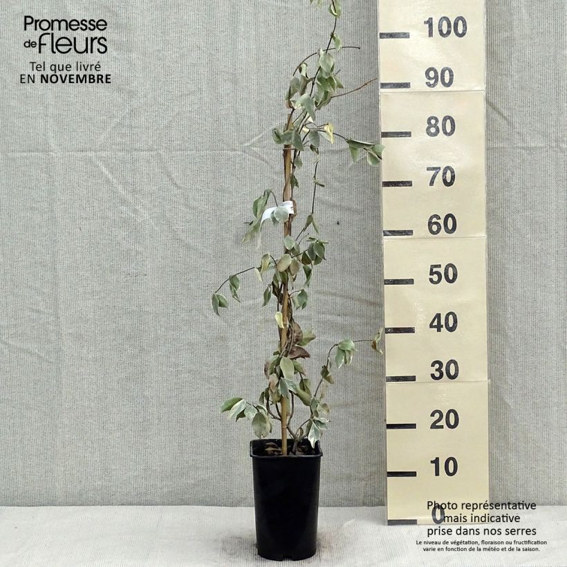Amostra de Trachelospermum jasminoides Variegatum - Jasmim de leite Vaso de 2 L/3 L tal como entregue no outono