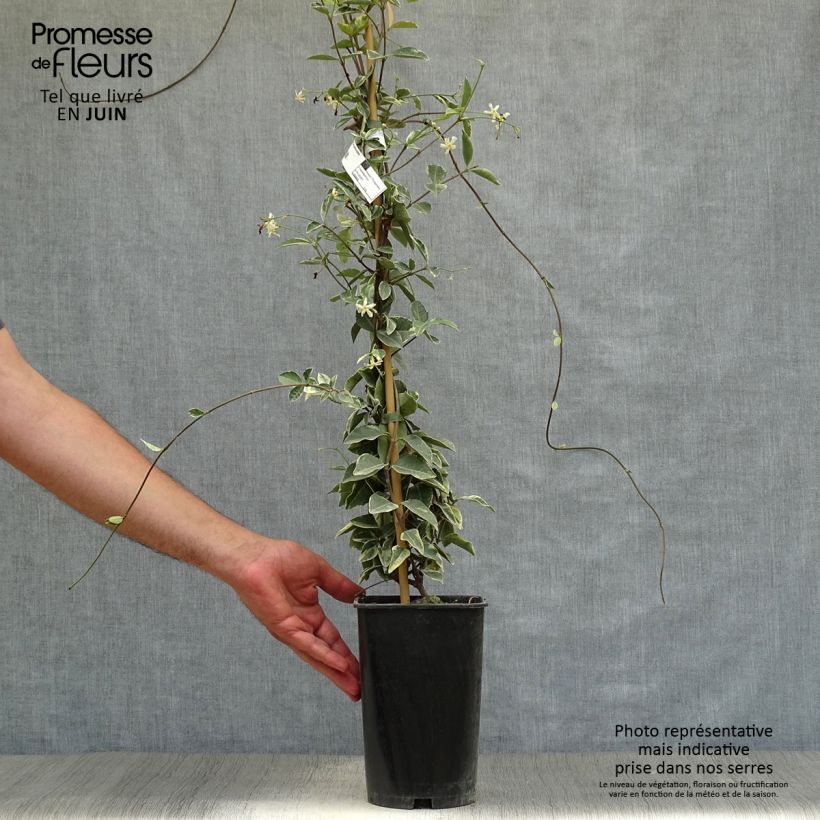 Amostra de Trachelospermum jasminoides Variegatum - Jasmim de leite Vaso de 2 L/3 L tal como entregue no verão
