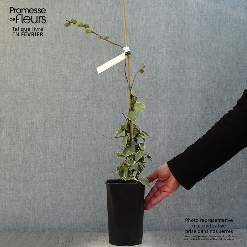 Amostra de Trachelospermum jasminoides Variegatum - Jasmin étoilé Vaso de 2 L/3 L tal como entregue no inverno