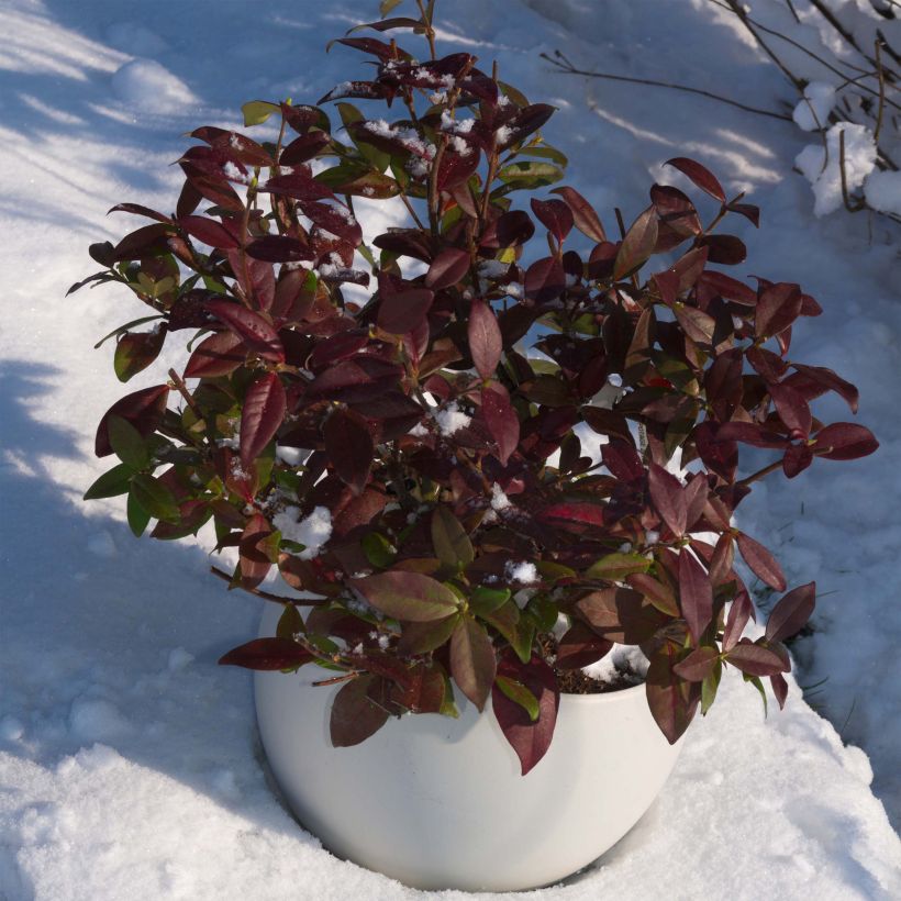 Trachelospermum jasminoides Winter Ruby - Jasmim de leite (Hábito)