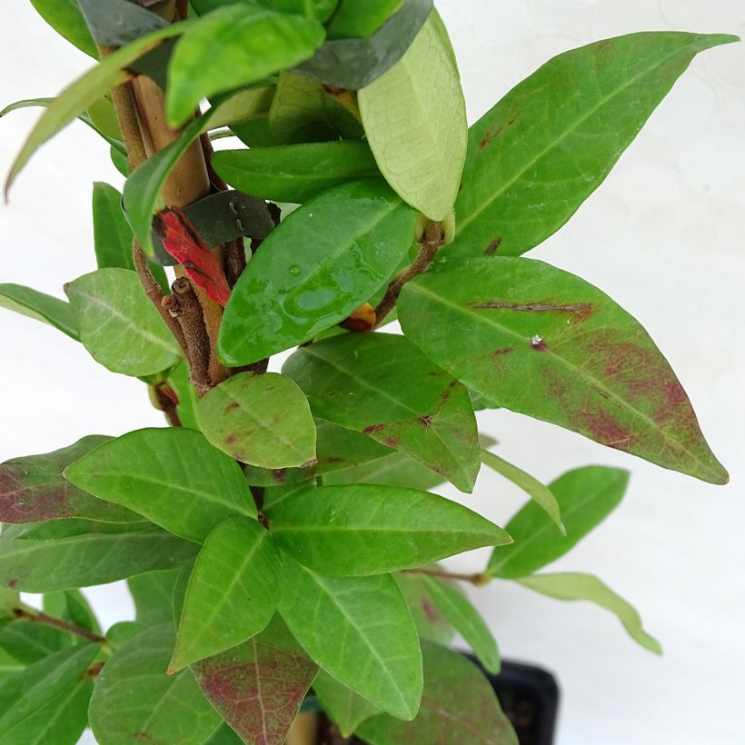 Trachelospermum jasminoides Winter Ruby - Jasmim de leite (Folhagem)