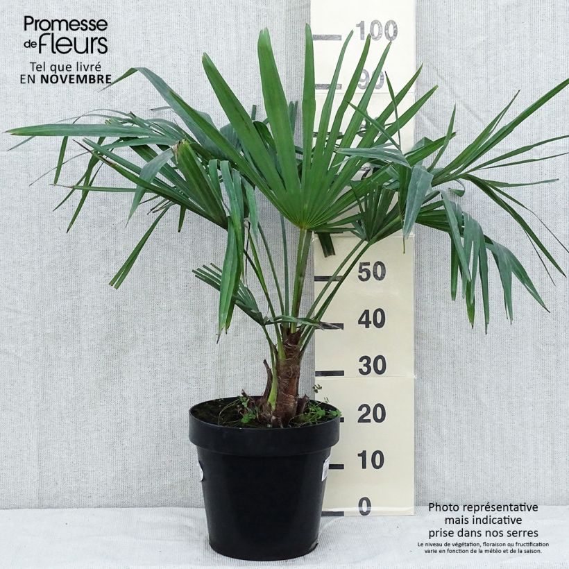 Amostra de Palmier de Chine - Trachycarpus fortunei  Vaso de 12 L/15 L tal como entregue no inverno