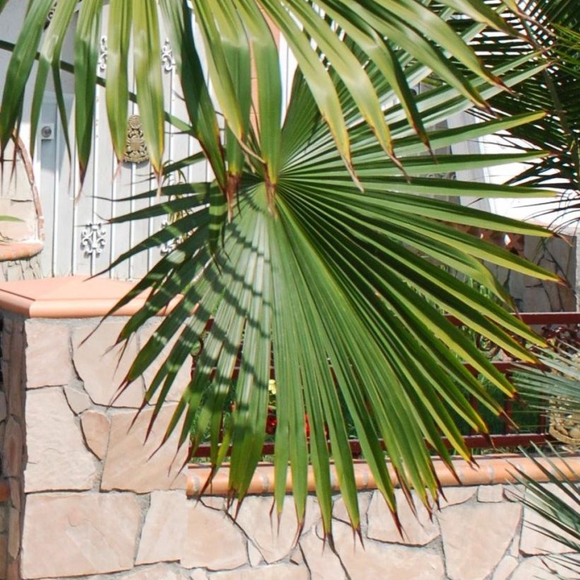 Trachycarpus latisectus (Folhagem)