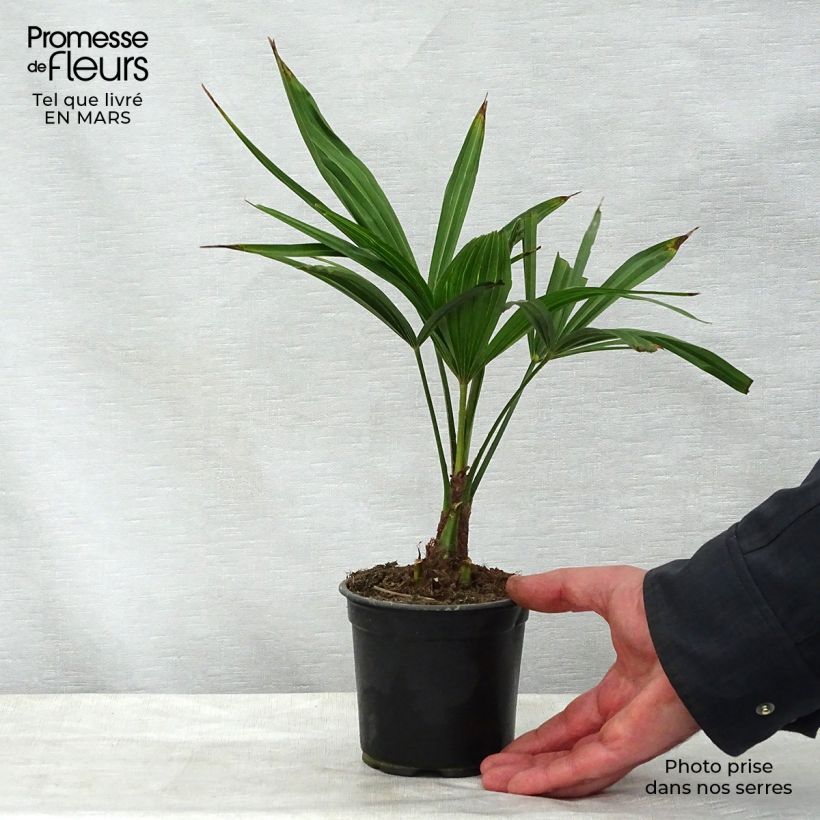 Amostra de Trachycarpus latisectus - Palmier Windamere Pot de 12 cm / 13 cm tal como entregue na primavera