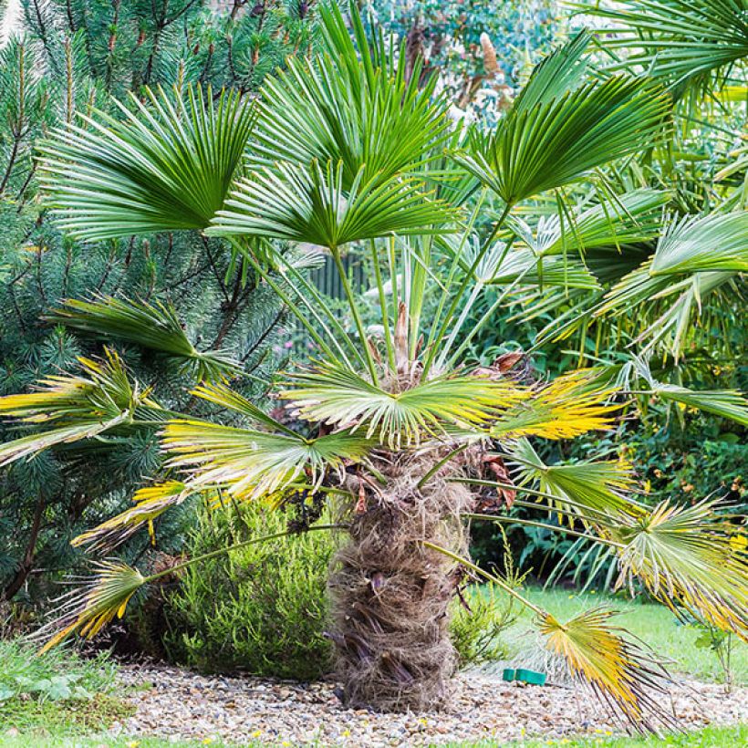 Trachycarpus wagnerianus (Hábito)