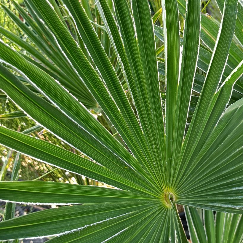 Trachycarpus wagnerianus (Folhagem)