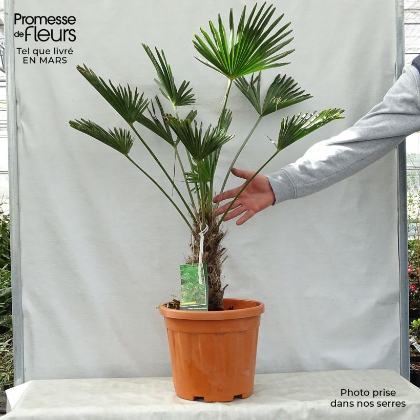 Amostra de Trachycarpus wagnerianus Vaso de 12 L/15 L, Haste alta tal como entregue na primavera