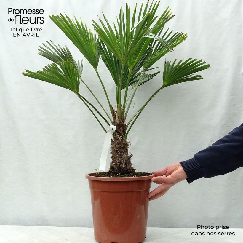 Amostra de Trachycarpus wagnerianus Vaso de 6 L/7 L tal como entregue na primavera