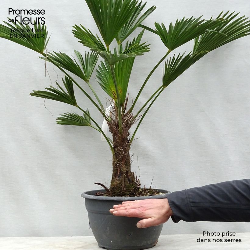 Amostra de Trachycarpus wagnerianus - Palmier miniature Vaso de 6 L/7 L tal como entregue no inverno