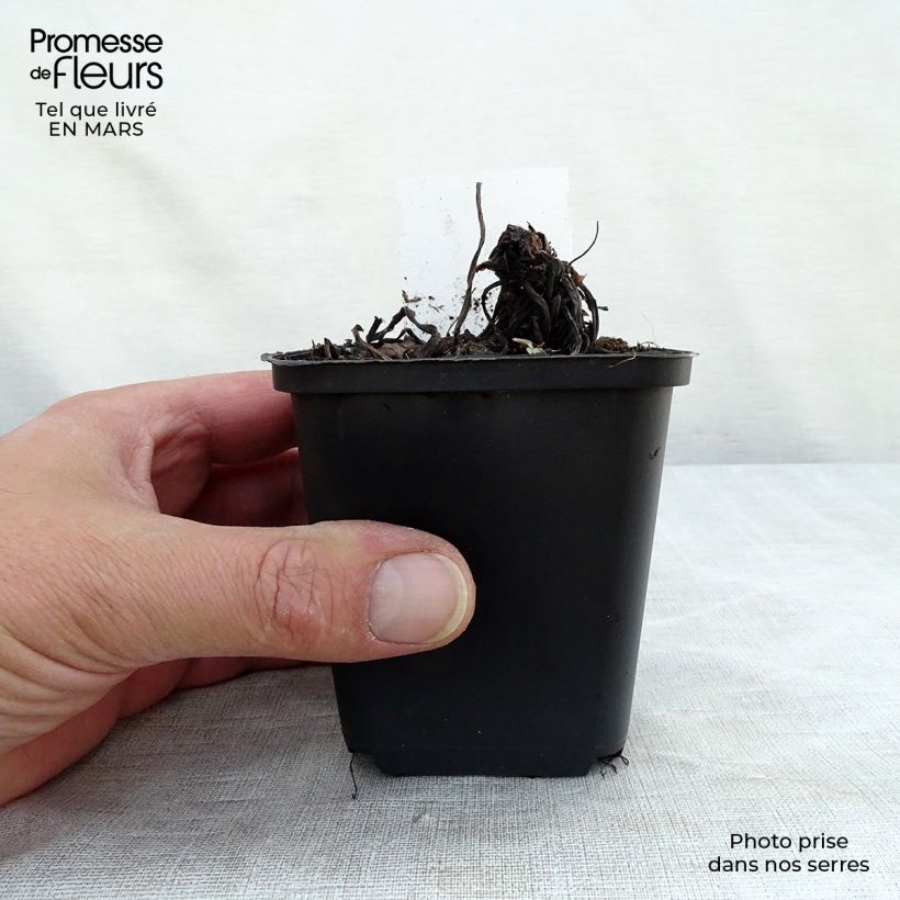 Amostra de Trachystemon orientalis Vaso de 8/9 cm tal como entregue na primavera