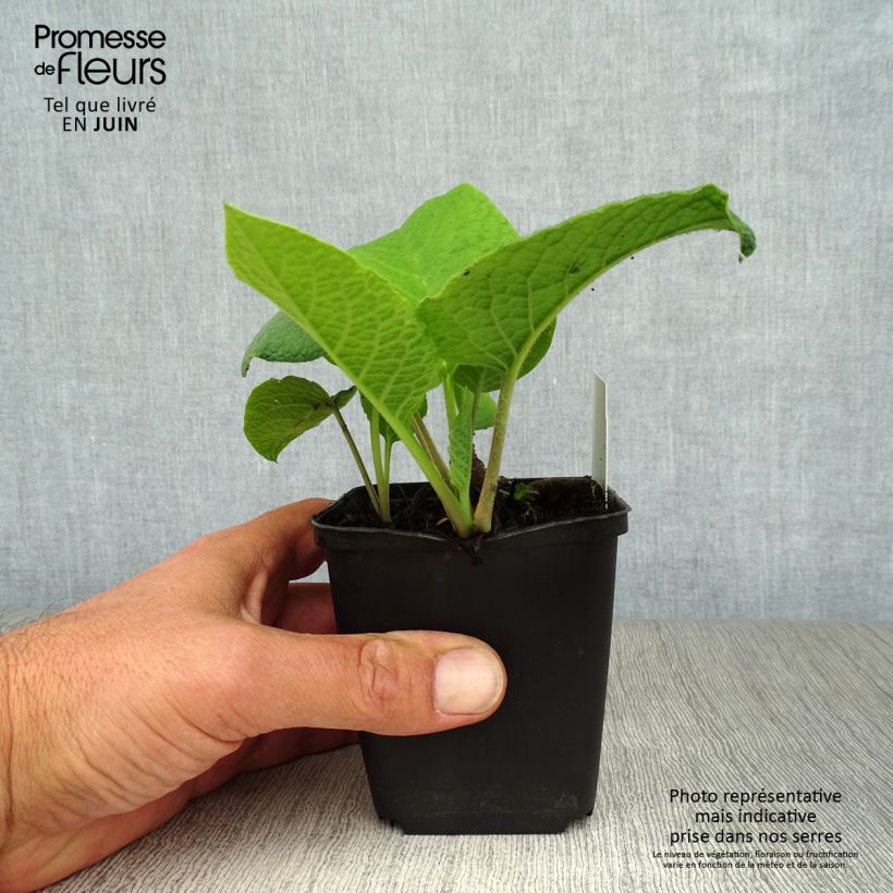 Amostra de Trachystemon orientalis Vaso de 8/9 cm tal como entregue no verão