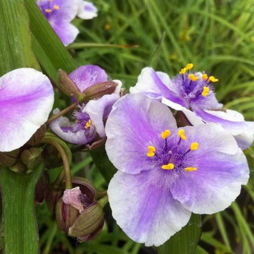 Tradescantia andersoniana Bilberry Ice (Floração)