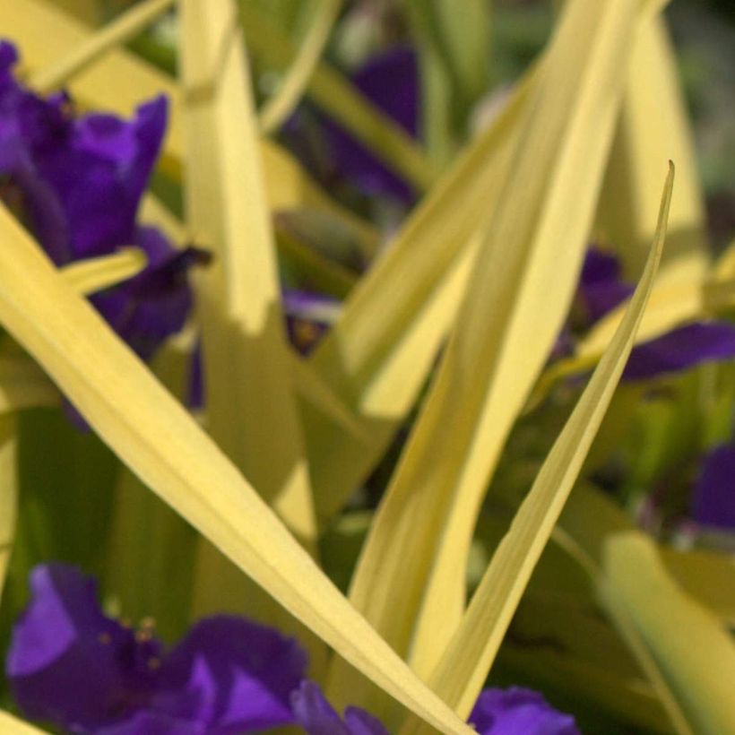 Tradescantia andersoniana Blue and Gold (Folhagem)