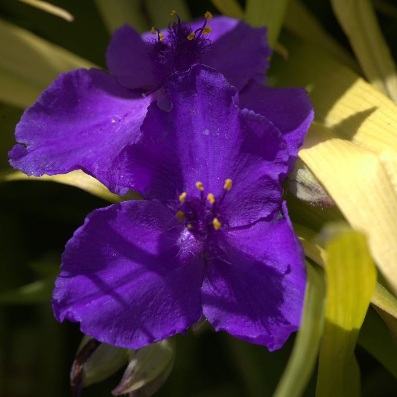Tradescantia andersoniana Blue and Gold (Floração)