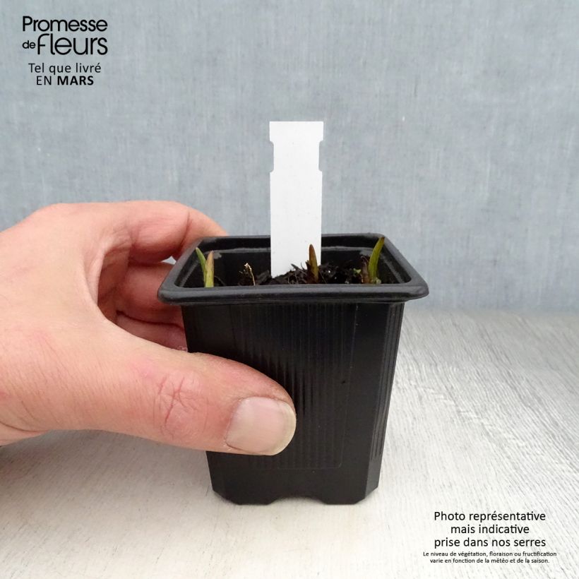 Amostra de Tradescantia andersoniana Domaine de Courson Vaso de 8/9 cm tal como entregue na primavera