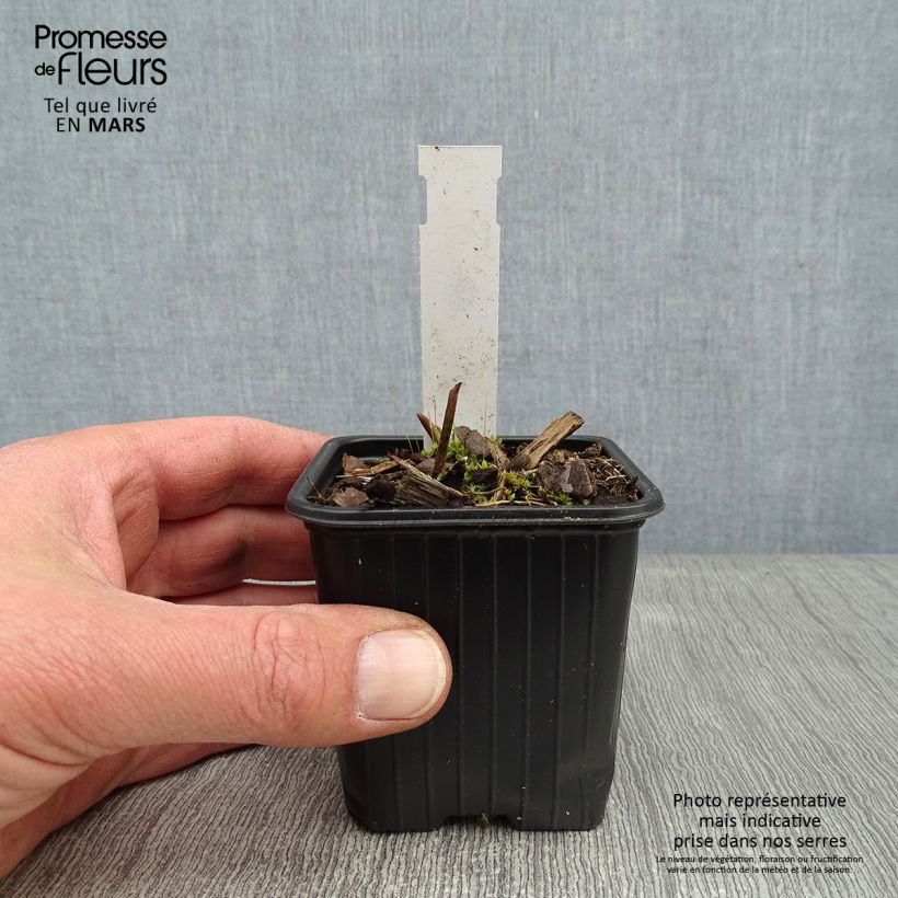 Amostra de Tradescantia andersoniana Domaine de Courson Godet de 8/9 cm tal como entregue no inverno