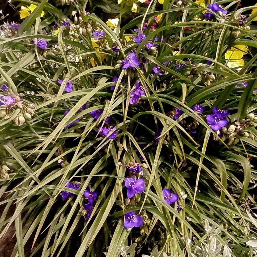 Tradescantia andersoniana Isis (Hábito)