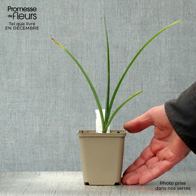 Amostra de Ephémère de Virginie - Tradescantia andersoniana JC Weguelin Vaso de 8/9 cm tal como entregue no inverno