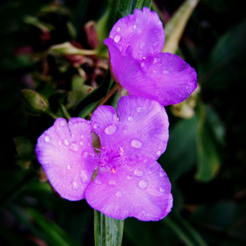 Tradescantia andersoniana Karminglut (Floração)