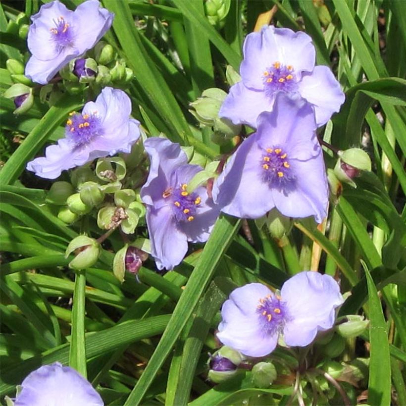 Tradescantia andersoniana Little Doll (Floração)