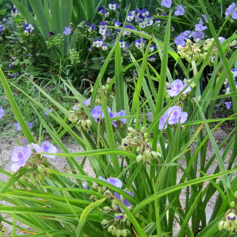 Tradescantia andersoniana Little Doll (Hábito)