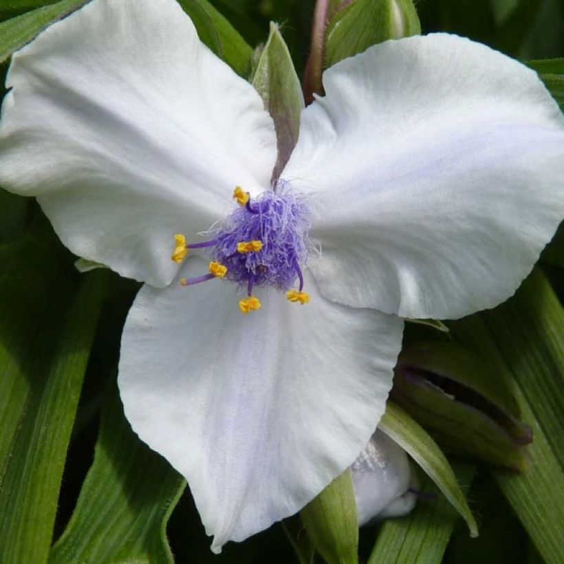 Tradescantia andersoniana Osprey (Floração)