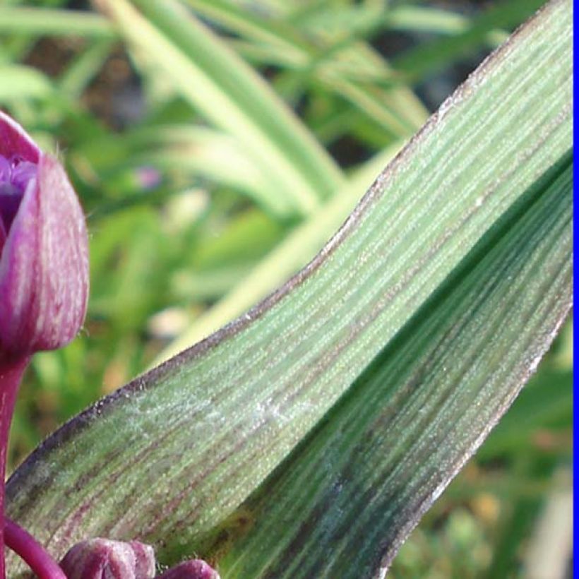 Tradescantia andersoniana Concord Grape (Folhagem)