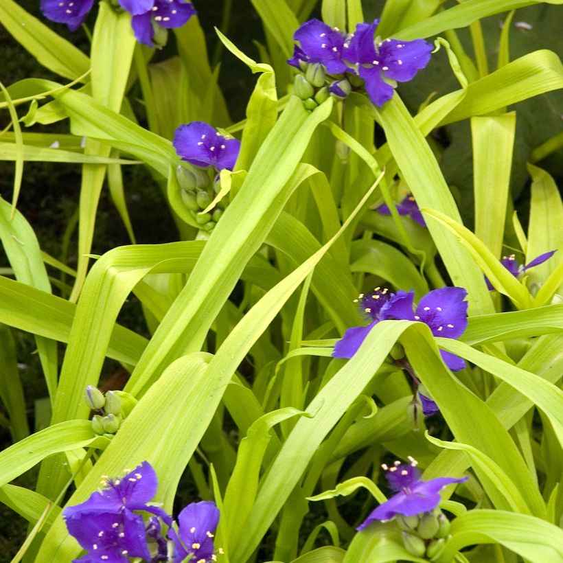 Tradescantia andersoniana Sweet Kate (Hábito)