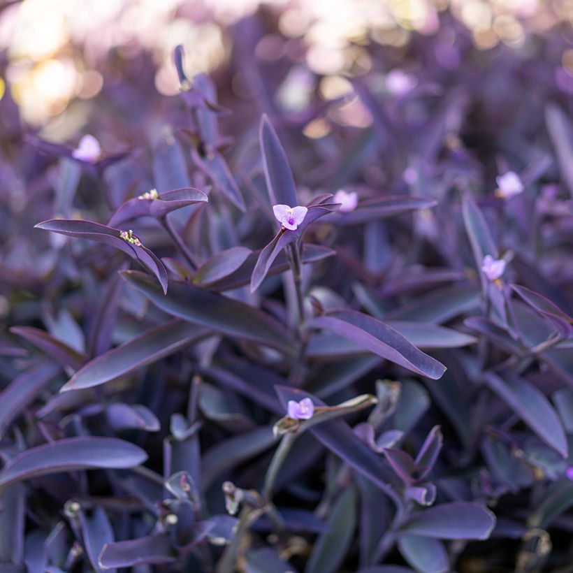 Tradescantia pallida Purple Heart - Coração-roxo (Folhagem)
