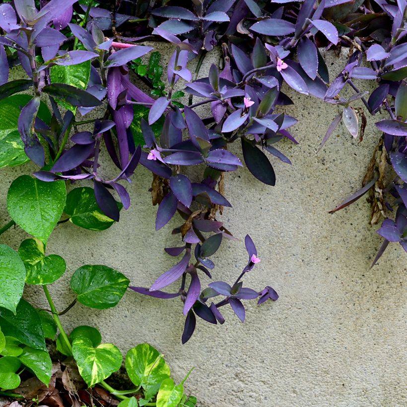 Tradescantia pallida Purple Heart - Coração-roxo (Hábito)