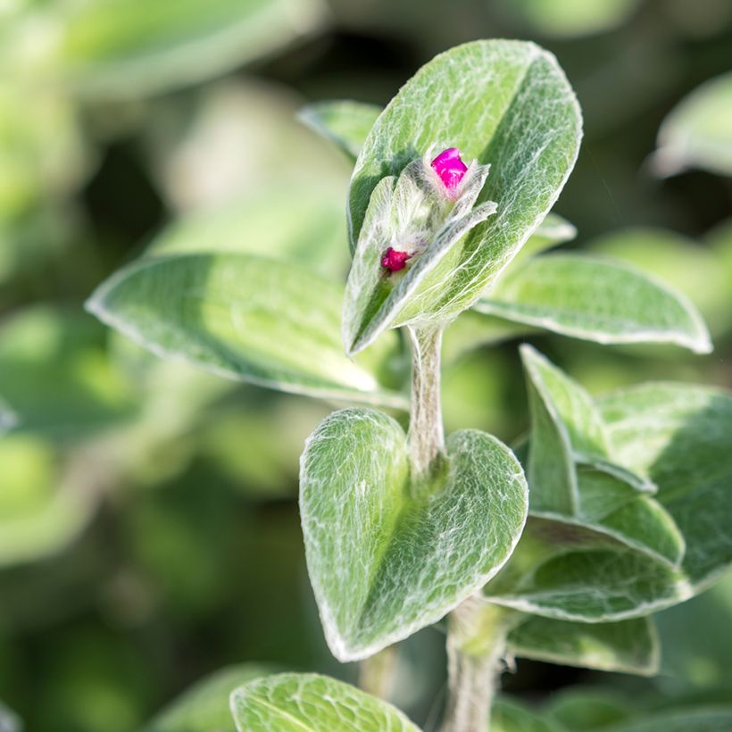 Tradescantia sillamontana (Folhagem)