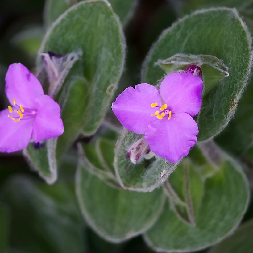 Tradescantia sillamontana (Floração)