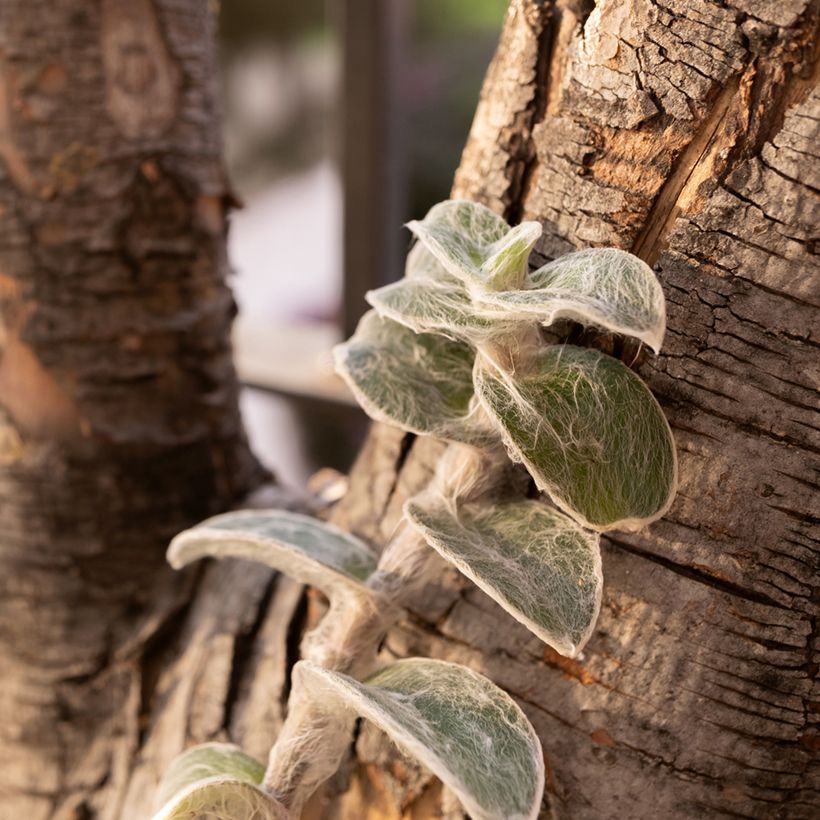 Tradescantia sillamontana (Hábito)