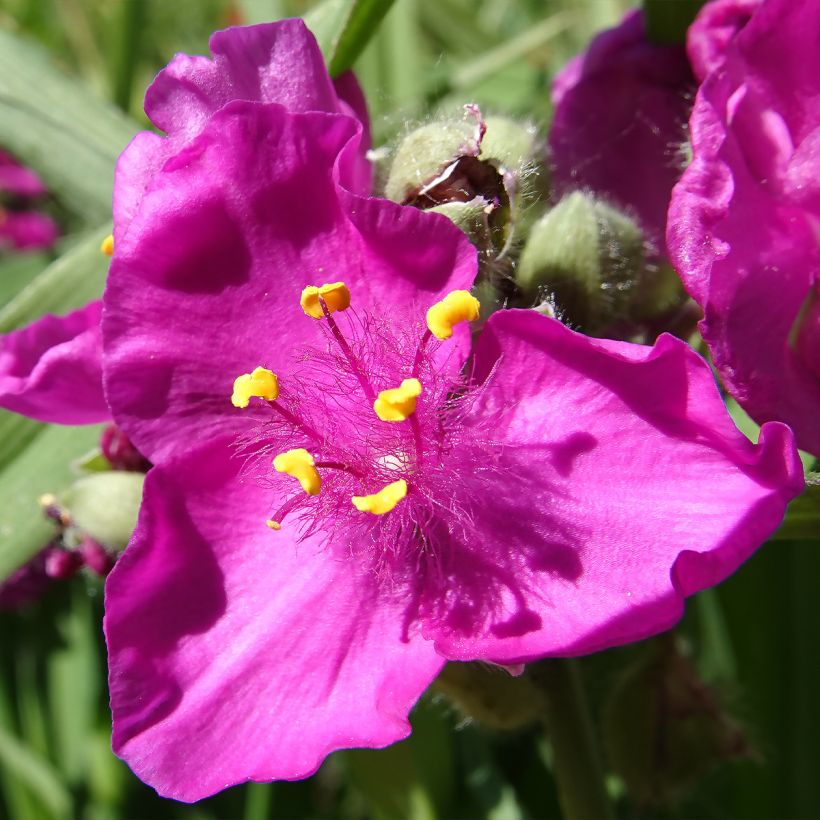 Tradescantia virginiana Brevicaulis (Floração)