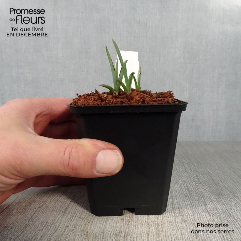 Amostra de Ephémère de Virginie - Tradescantia x andersoniana Innocence  Vaso de 8/9 cm tal como entregue no inverno