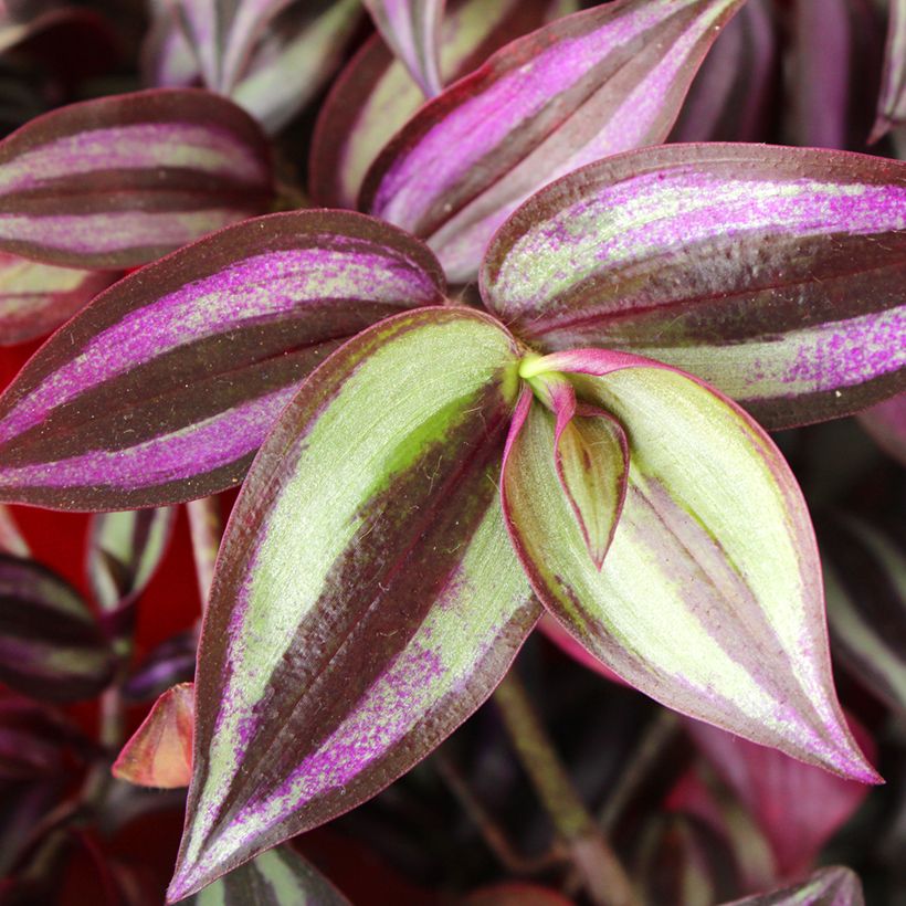 Tradescantia zebrina Pink Joy - Zebrina (Folhagem)