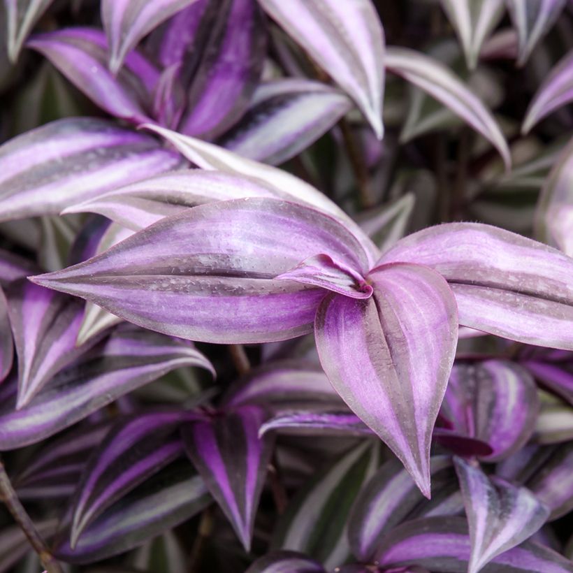 Tradescantia zebrina Purple Joy - Zebrina (Folhagem)
