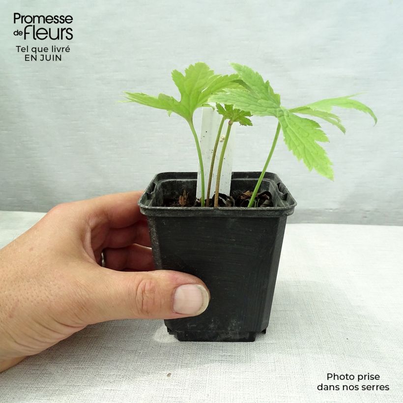 Amostra de Trautvetteria caroliniensis Vaso de 8/9 cm tal como entregue no verão