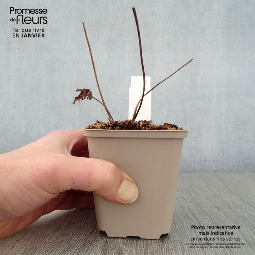 Amostra de Trautvetteria caroliniensis Vaso de 8/9 cm tal como entregue no inverno