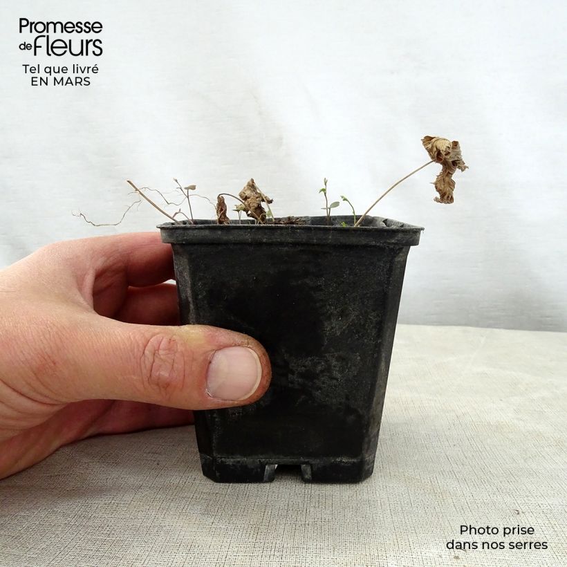 Amostra de Trautvetteria caroliniensis Vaso de 8/9 cm tal como entregue na primavera