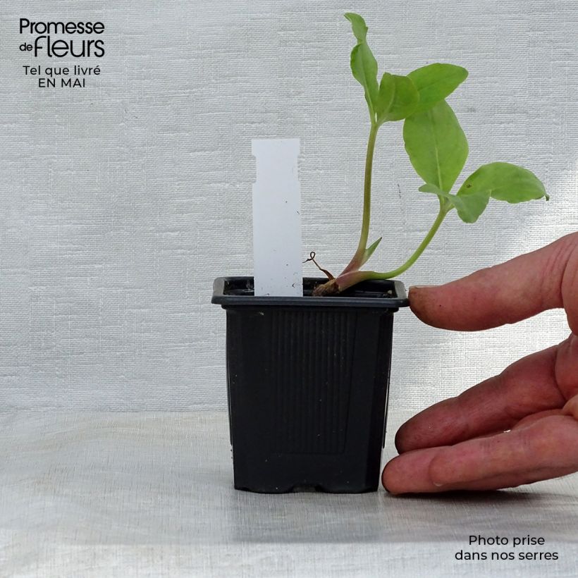 Amostra de Menyanthes trifoliata Vaso de 8/9 cm tal como entregue na primavera