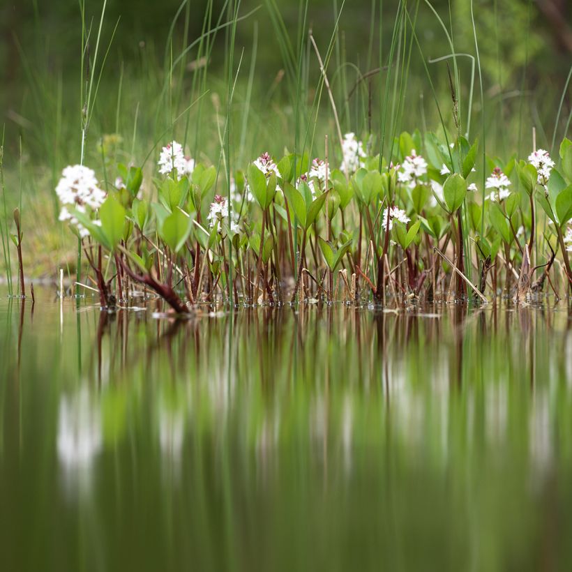 Menyanthes trifoliata (Hábito)